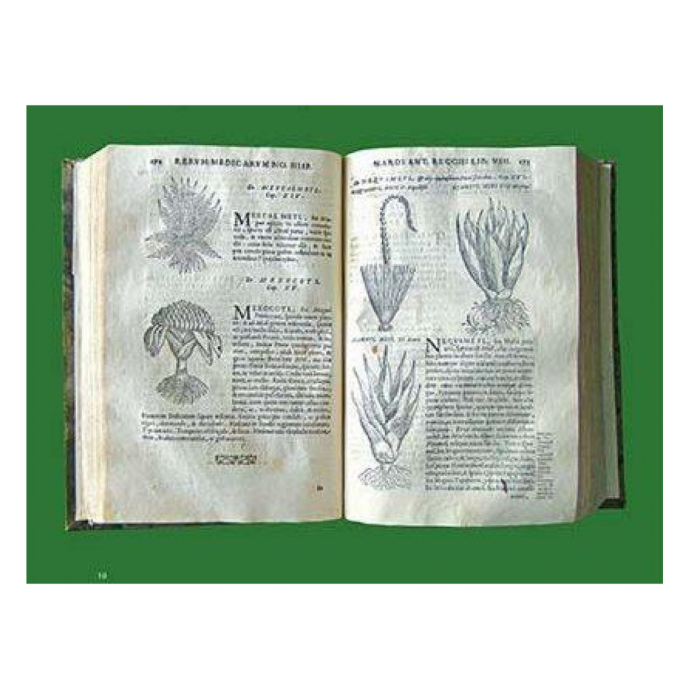 MEZCAL - Ambiente Mexicano