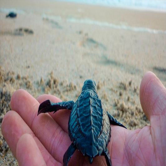 Foto: https://www.visitmexico.com