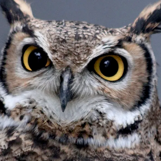 Estos buhitos ¡sí que son listos!