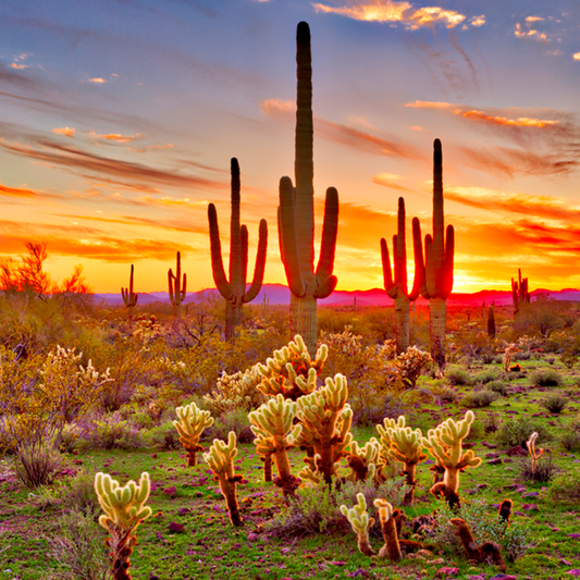 El Desierto también tiene vida propia