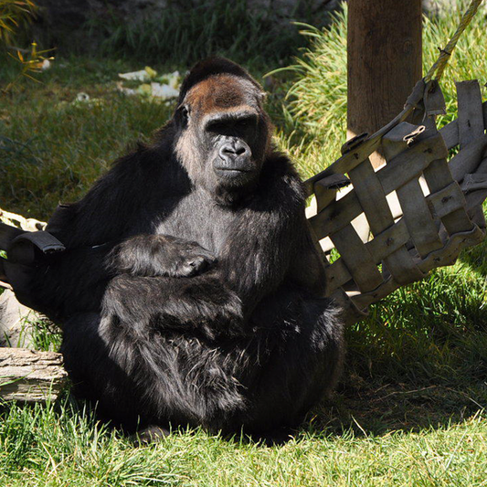 Zoológico de Zacango