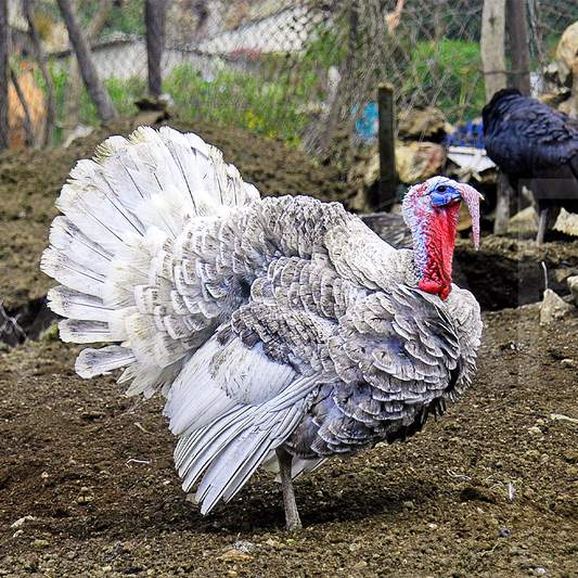 Gordo, gordo, gordo…