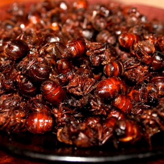 Me asusta pero... ¡Me gusta! (Bichos comestibles I)