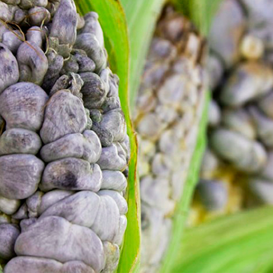 El huitlacoche