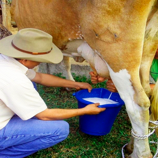 Seño: "la lechiiiiiii"