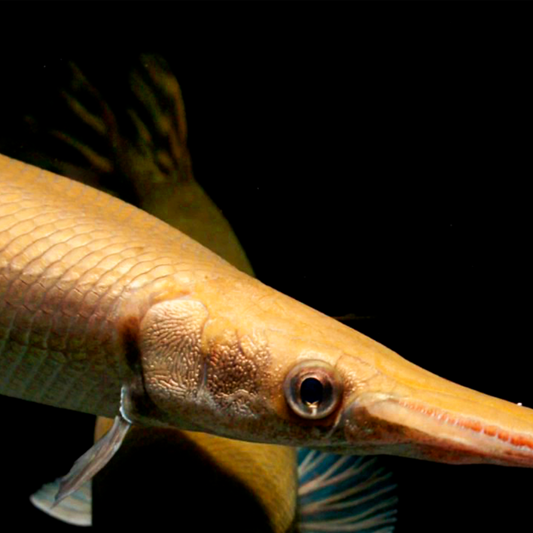 ¡Ahí vieje en Pejelagarto!