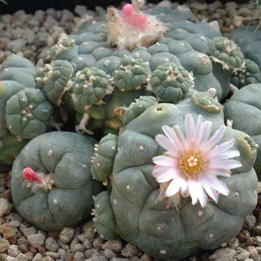 Relájate con un buen viaje