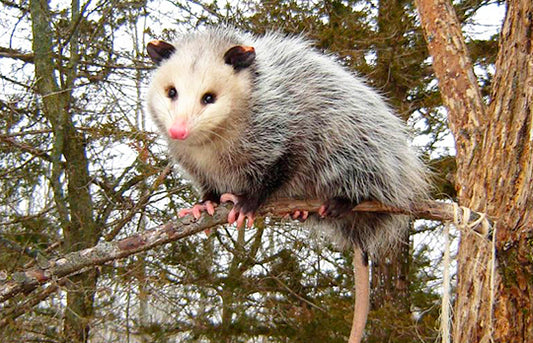 ¡Prometeo es orgullosamente Mexicano!