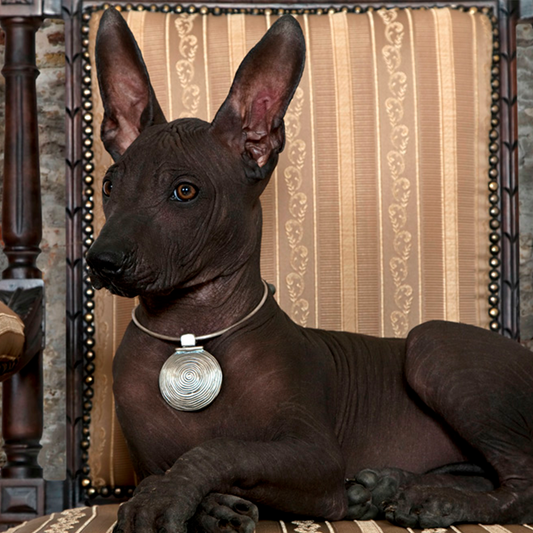 El Xoloitzcuintle